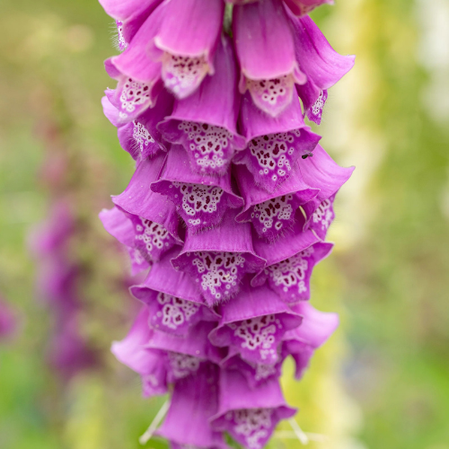 Foxglove