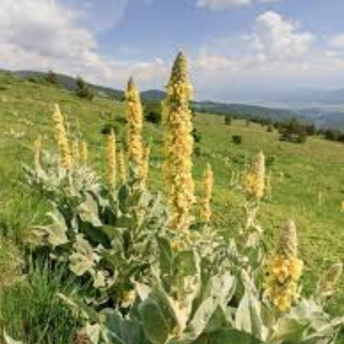 Mullein