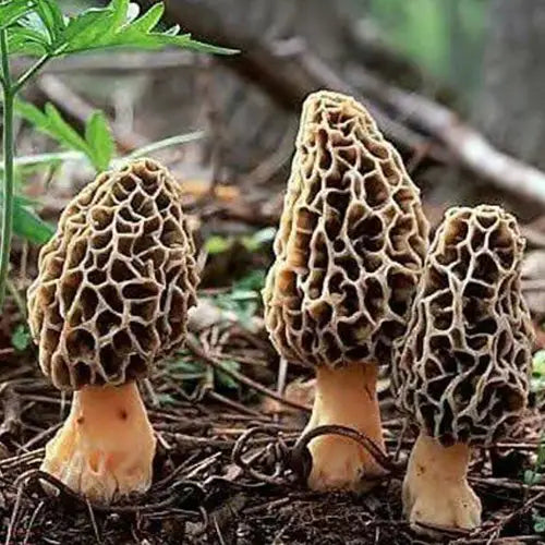 Morel or Gucchi