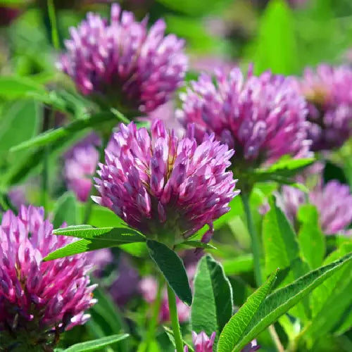 Purple clover