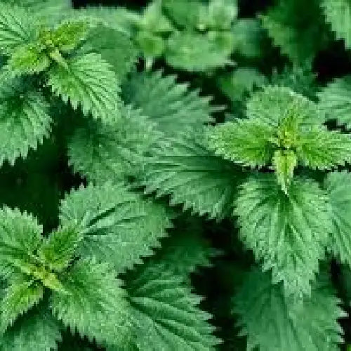 Stingy nettle