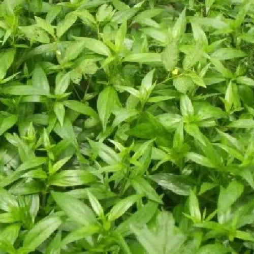 Chirata