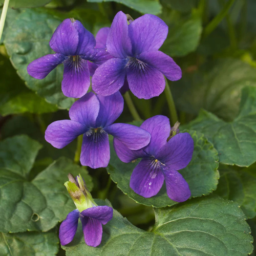Sweet violet
