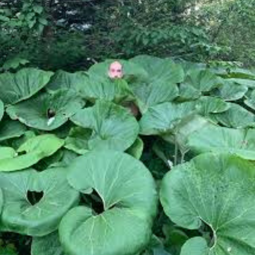 Butterbur