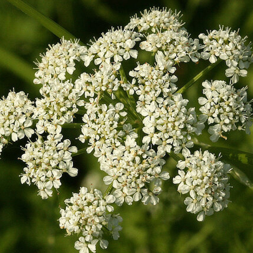 Chorak